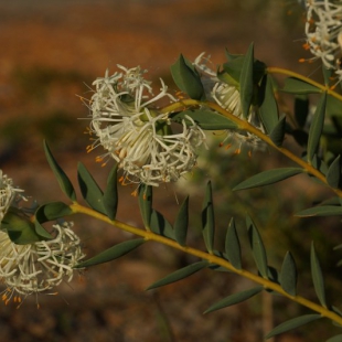 Pimelea floribundum